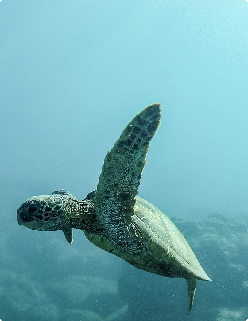 Micro-Gives-Back-Ocean.jpg